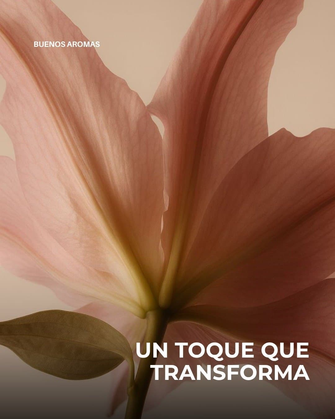Flor rosa a contraluz